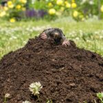 Krtko vykúkajúci z veľkého krtinca