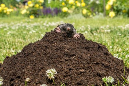 Krtko vykúkajúci z veľkého krtinca