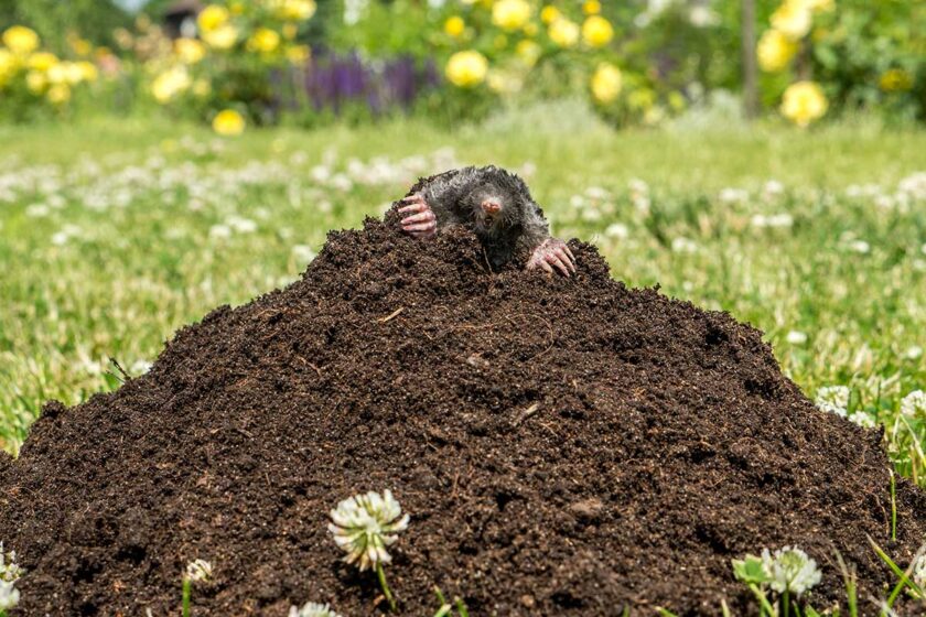 Krtko vykúkajúci z veľkého krtinca