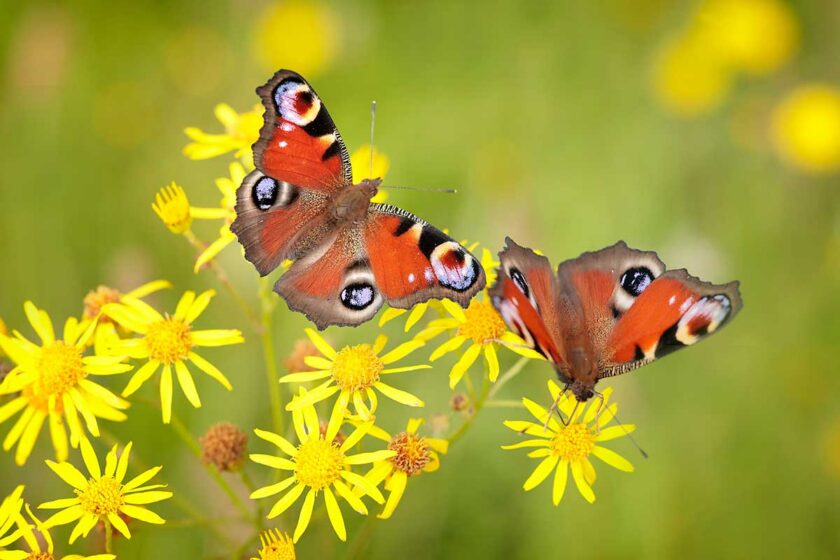 Motýle babôčky v záhrade