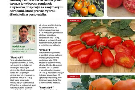 Článok Najlepšie paradajky