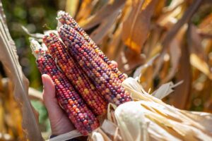 Okrasná kukurica zaujme dekoratívnymi plodmi. Ako si ich vypestovať?