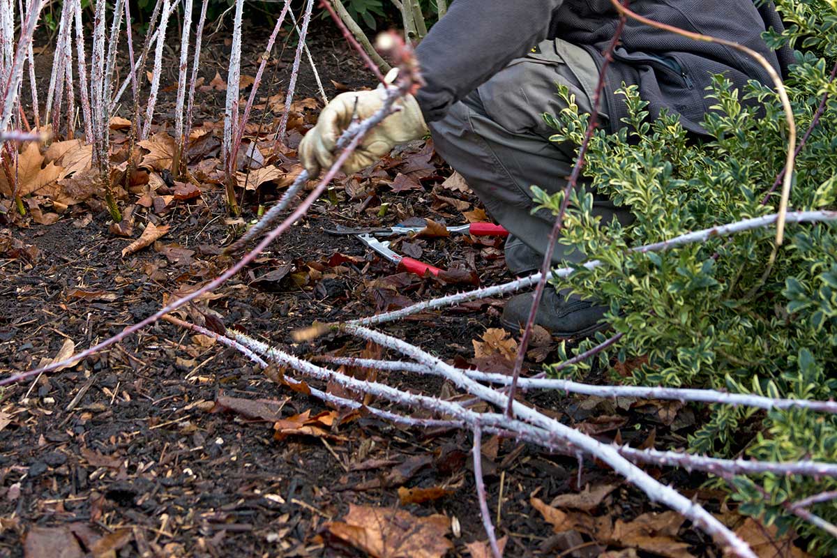 Rez okrasnej ostružiny na jar