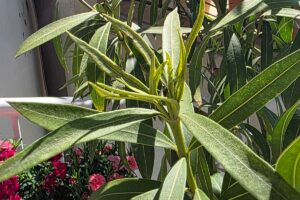 Drobný „prášok“ na listoch oleandra? Čaká vás ťažký boj s týmto škodcom