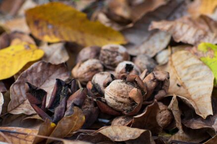 Popadané orechové lístie na jeseň pod stromami