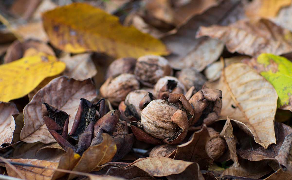 Popadané orechové lístie na jeseň pod stromami