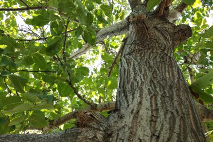Orechový strom v záhrade v jarnom období