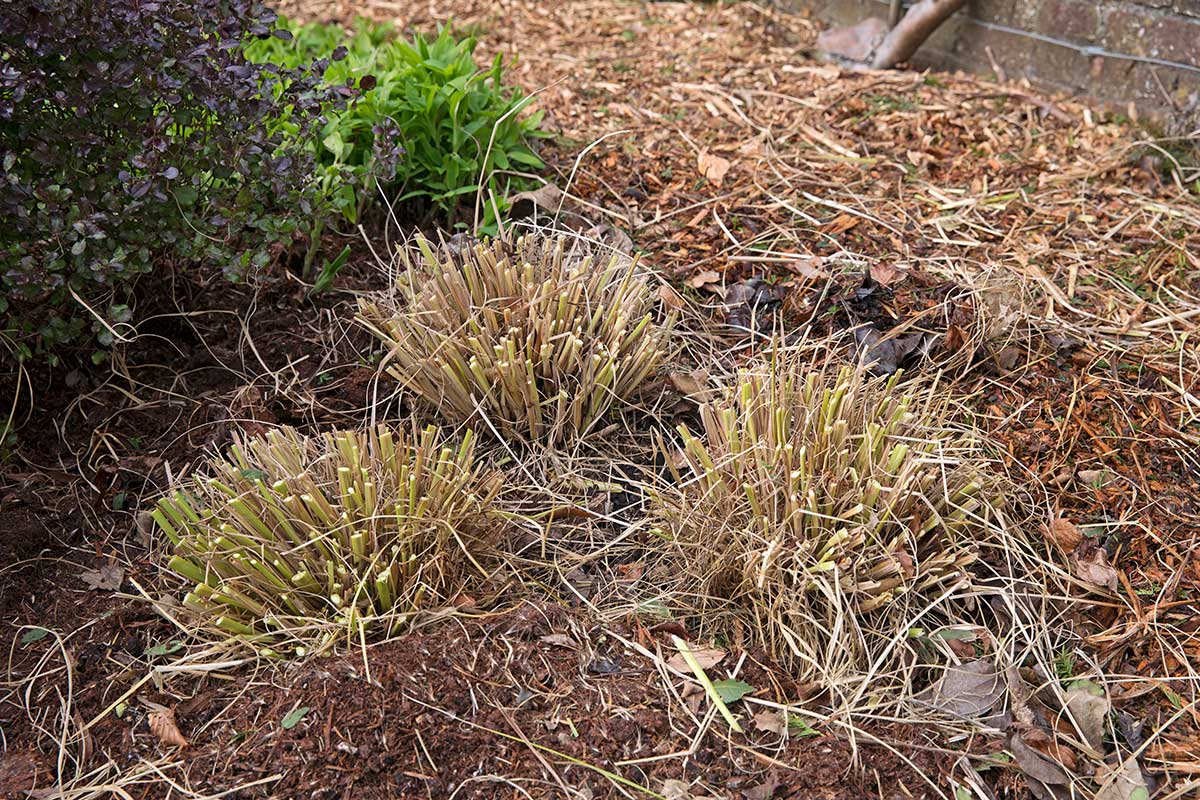 Ostrihané okrasné trávy začiatkom jari