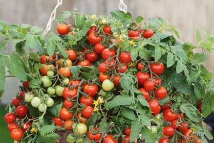 Paradajka odroda Bejbínek