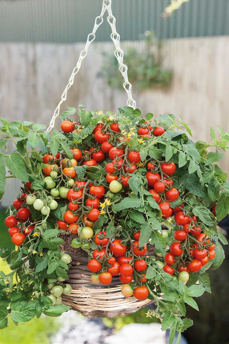 Paradajka odroda Bejbínek