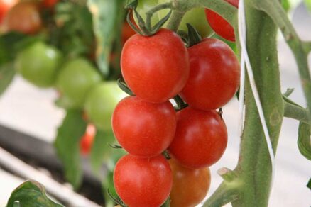 Paradajka odroda Bejbino