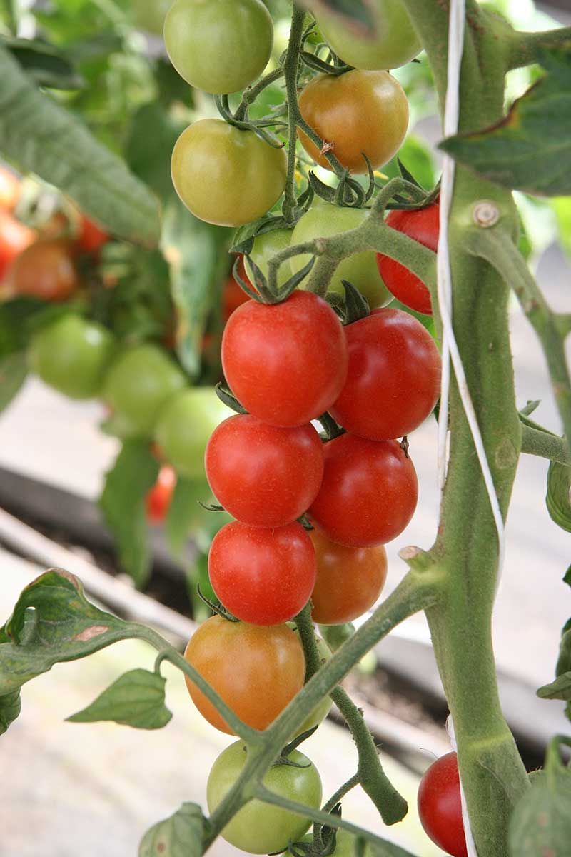 Paradajka odroda Bejbino 