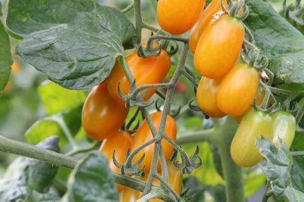 Paradajka odroda Datlo