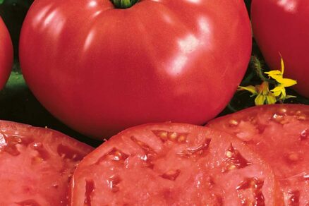 Paradajka odroda Pitagora