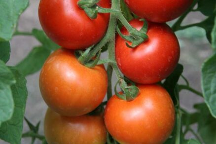 Paradajka odroda Tipo F1