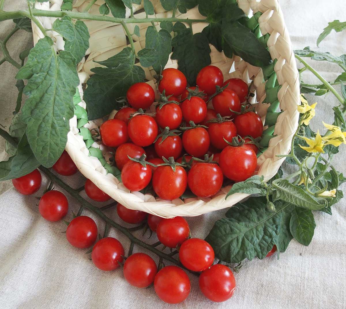 Paradajka cherry CURRANTO F1