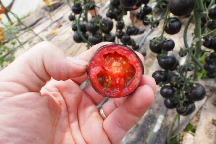 Paradajka koktejlová BLACKBALL