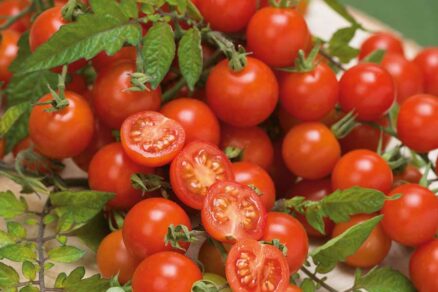 Paradajky odroda Minirotus
