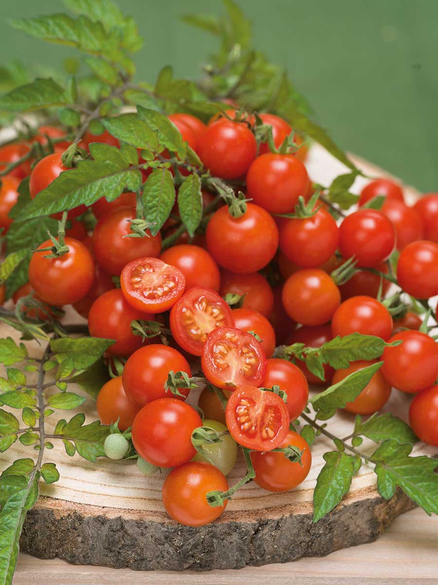 Paradajky odroda Minirotus