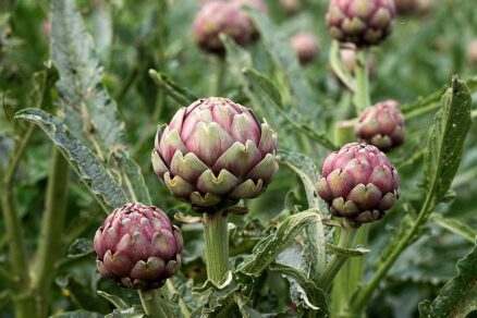 Pestovanie artičoky v záhrade
