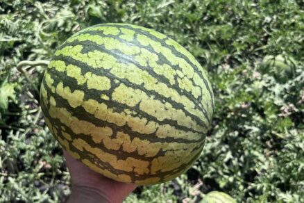 Pestovanie melónov v slovenských podmienkach