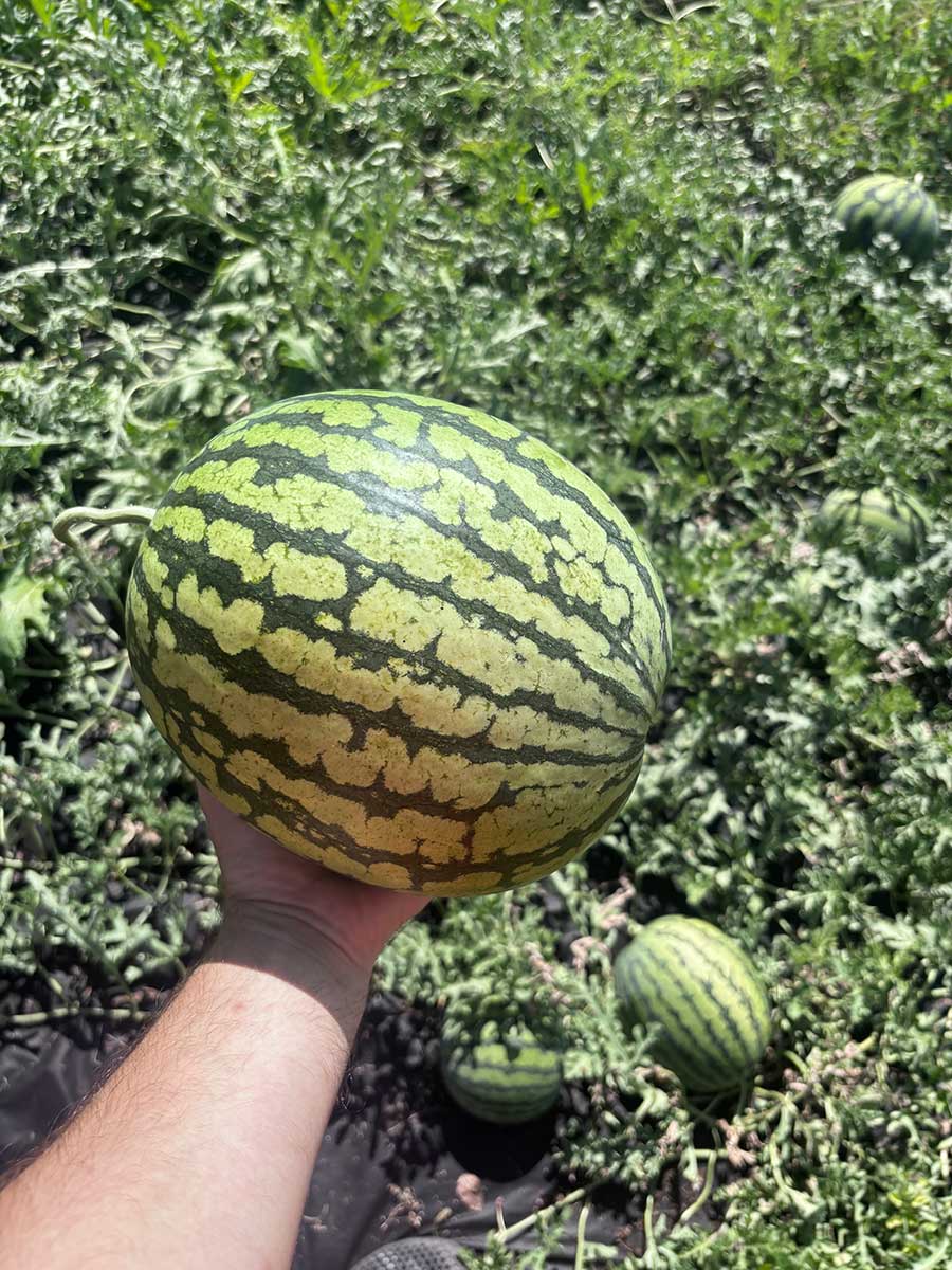 Pestovanie melónov v slovenských podmienkach