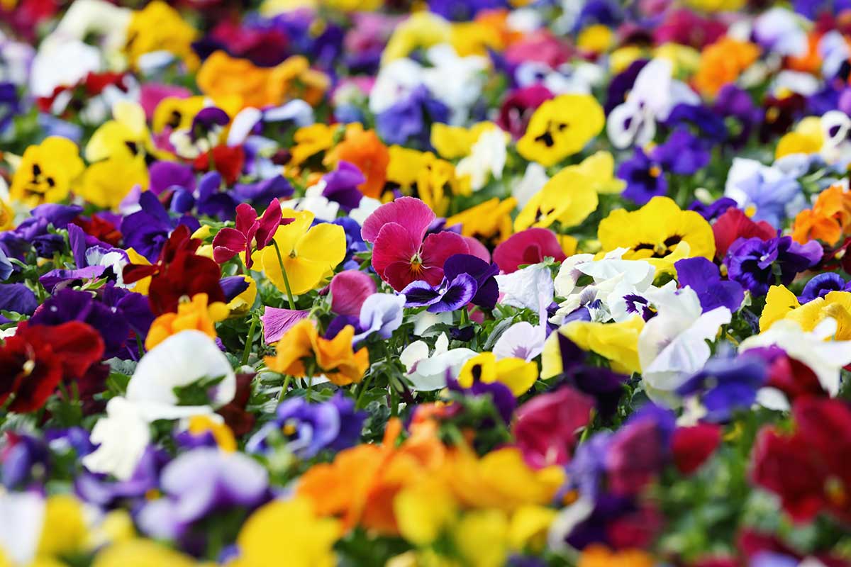 Pestré kvety fialiek 