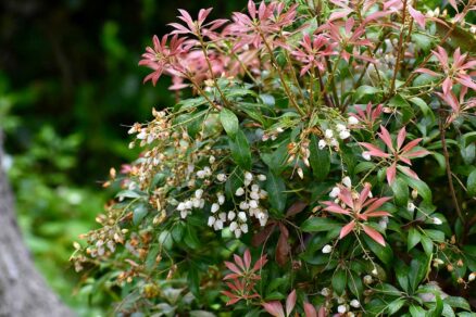 Pieris ako kvitnúci vždyzelený ker s farebnými listami