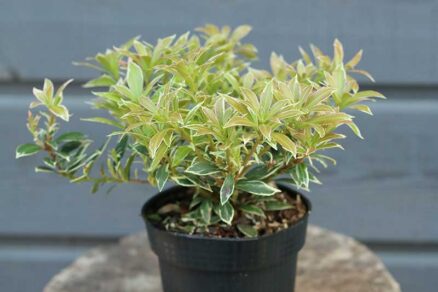 Pieris japonský v kvetináči