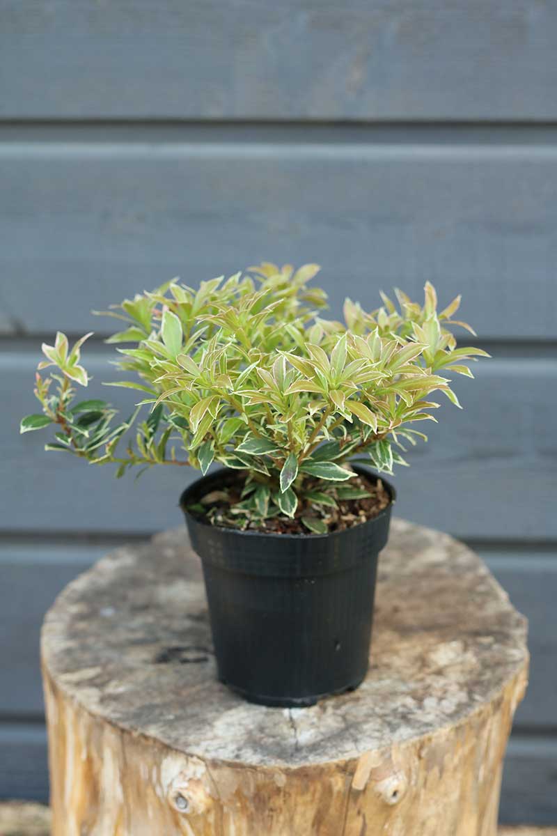 Pieris japonský v kvetináči 