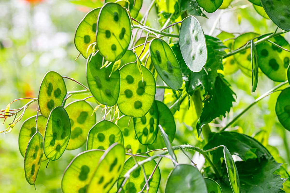 Zelené plody a listy mesačnice ročnej