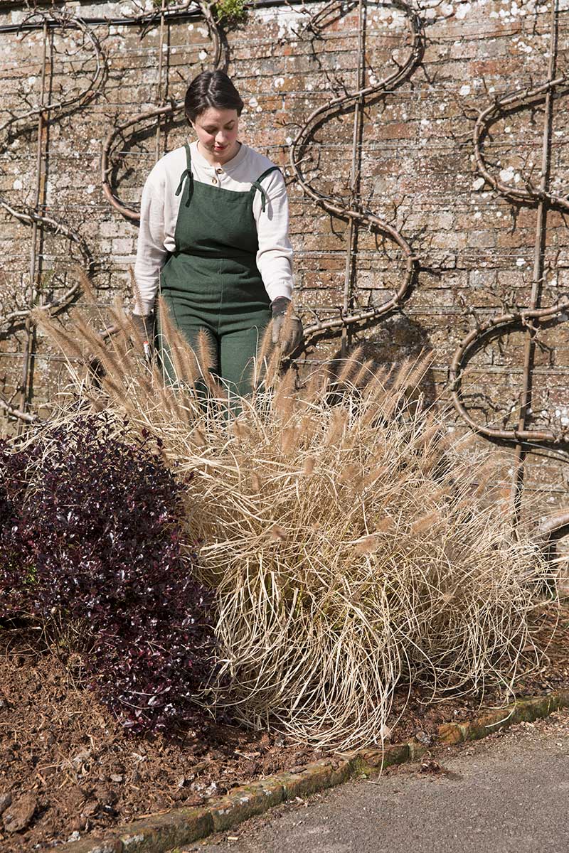 Kontrola okrasných tráv pred rezom