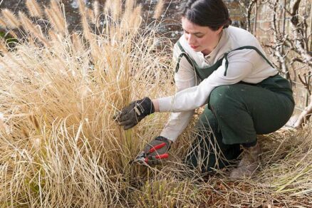 Zrezanie odumretých hnedých stebiel a listov okrasnej trávy