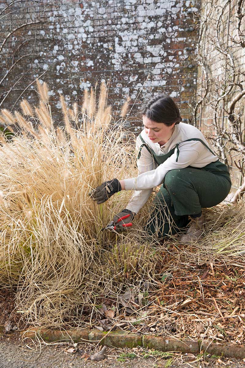 Zrezanie odumretých hnedých stebiel a listov okrasnej trávy