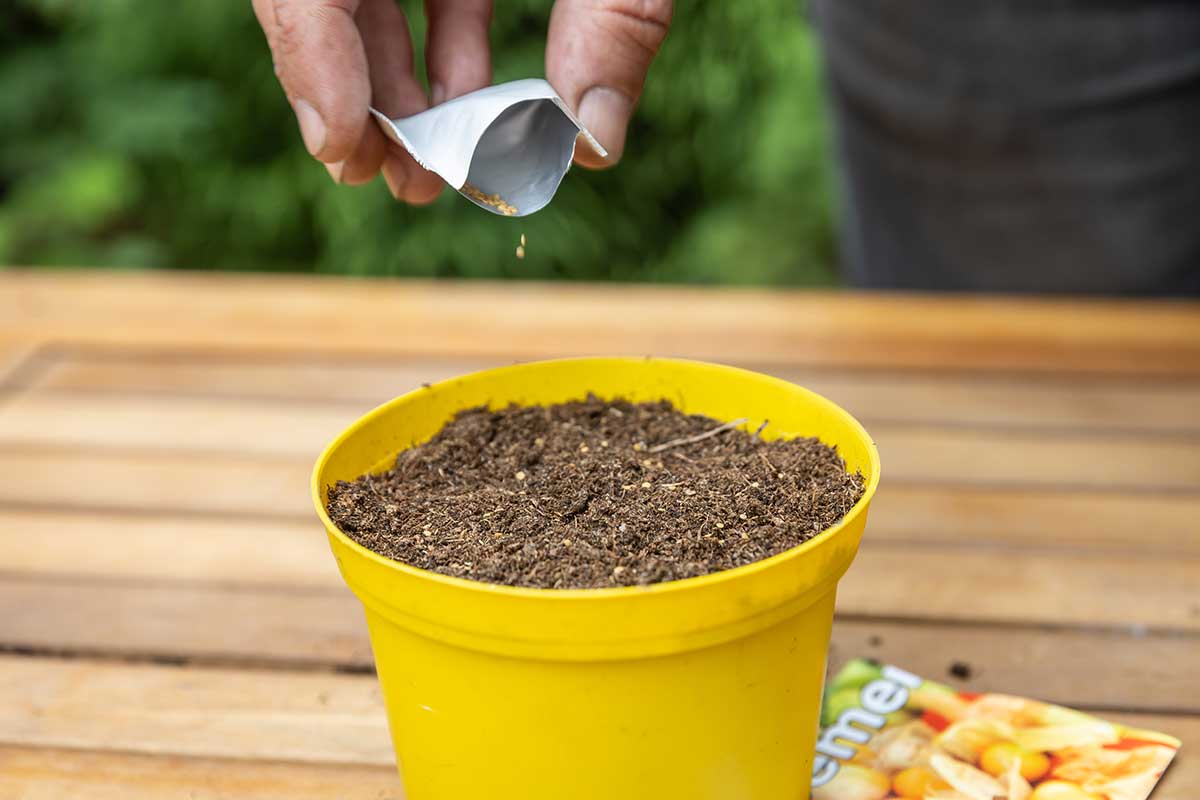 Vysievanie semien machovky peruánskej do substrátu