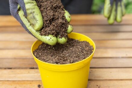 Zasypanie semien machovky po výseve