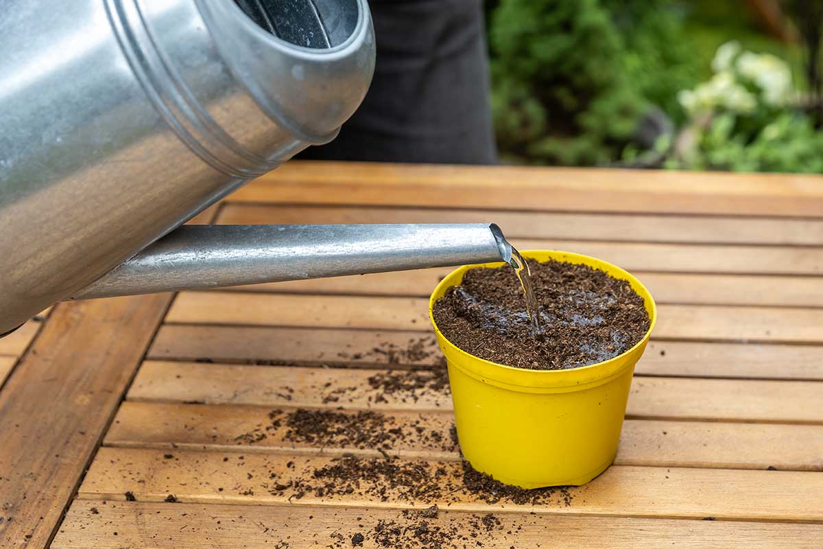 Navlhčenie substrátu s vysiatymi semenami machovky 