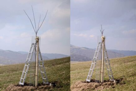 povysadbovy rez pred a po