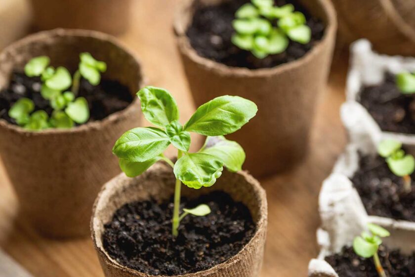 predpestovanie bazalky