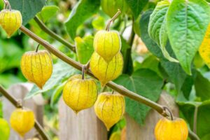 Fotopostup: Vypestujte si zo semien jedlú machovku. Teraz je ideálny čas na jej výsev