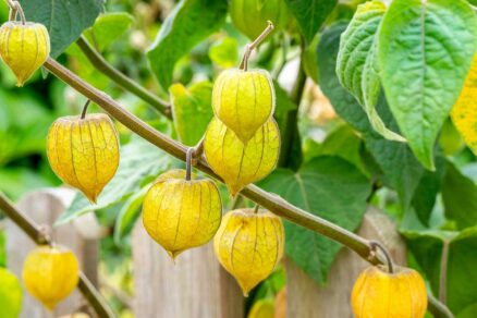 Plody machovky peruánskej