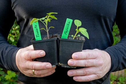 Predpestovane rastliny papriky a paradajok