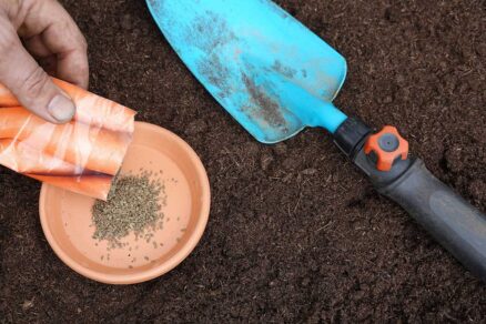 Priamy výsev mrkvy na záhon