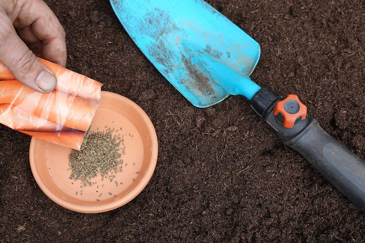 Priamy výsev mrkvy na záhon