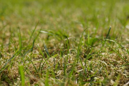 Výskyt machu v trávniku