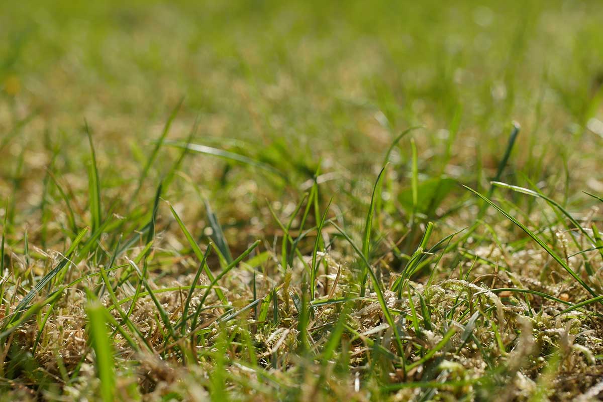 Výskyt machu v trávniku