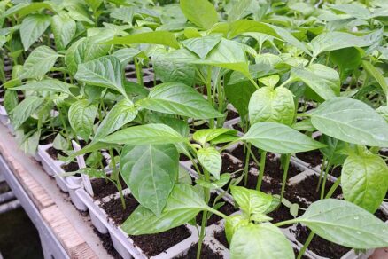 Vypestované priesady zeleniny