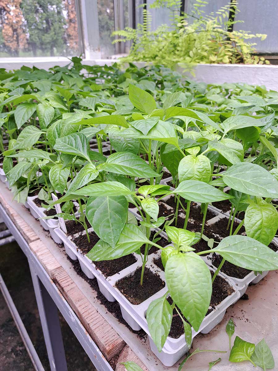 Vypestované priesady zeleniny 