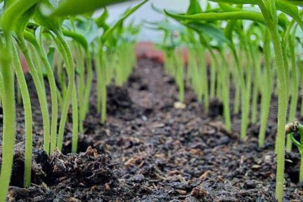 Rastúce rastliny po výseve