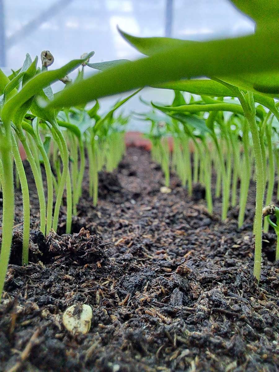 Rastúce rastliny po výseve